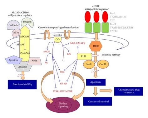 Graphical Scheme That Illustrates The General Structures And Action Download Scientific Diagram