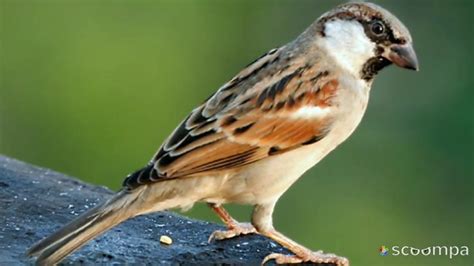 Sparrow Indian Sparrow Youtube