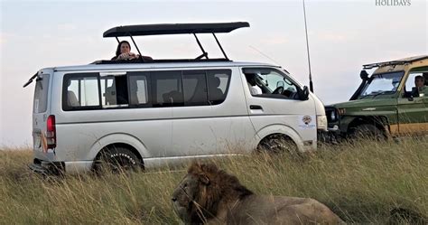 Lions in Masai Mara National Reserve - Masai Mara Holidays