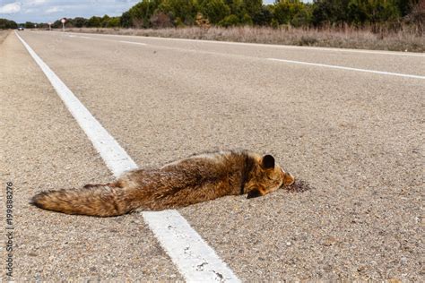 Vulpes Vulpes Zorro N Atropellado En La Carretera Stock Photo