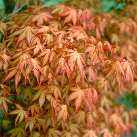 Buy Japanese Maple Acer Palmatum Katsura