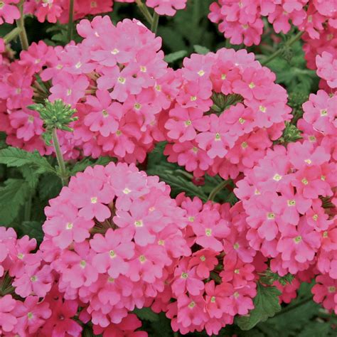 Buy Trailing Verbena Bright Pink X 6 Plants Online Marshalls