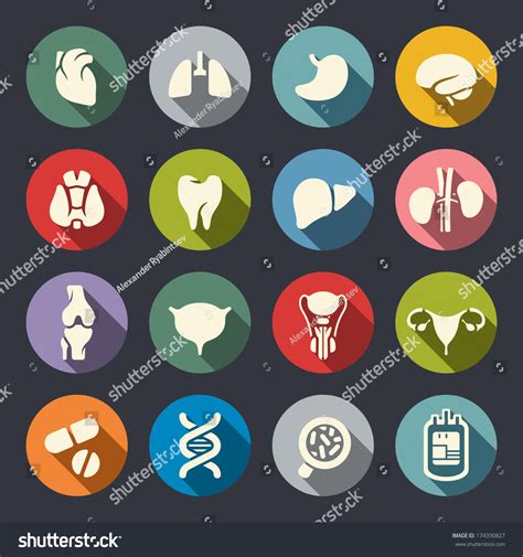 Human Organs Flat Over Royalty Free Licensable Stock Vectors