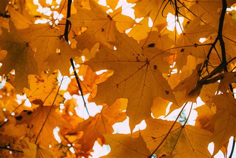 Orange Leaves on Maple Tree · Free Stock Photo