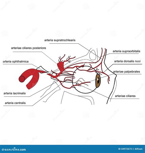 Arteries Of The Eye Side View Stock Vector Illustration Of Vision