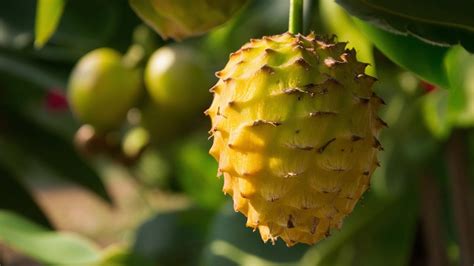All You Need to Know About Biriba: Growth & Nutrition
