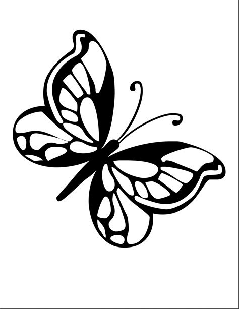 Butterfly Pics Drawing | Free download on ClipArtMag