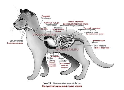 Пищеварение кошек и собак. Из книги Canine and Feline Nutrition, 3rd ...