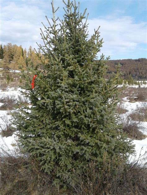 Ель Черная (Picea mariana): описание, выращивание, фото, уход, сорта ...