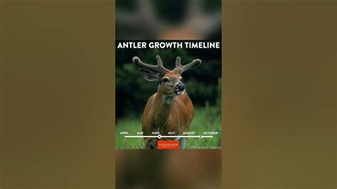 Whitetail Deer Antler Growth Timeline Youtube