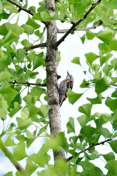 Japanese Pygmy Woodpecker Yedang Campground C Flickr