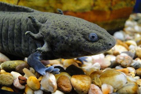 Аксолотль (axolotl): фото, содержание в домашних условиях