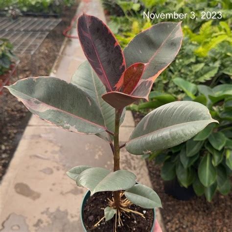 6 Ficus Ruby 1ppp Tri State Foliage In House Availability