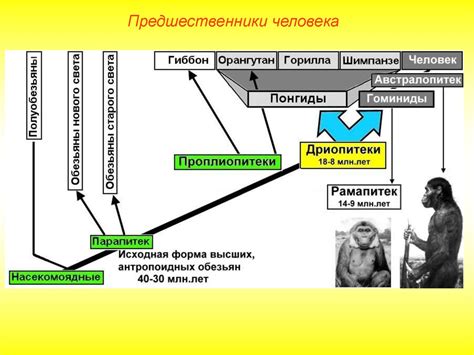Происхождение человека. Предшественники человека - презентация онлайн