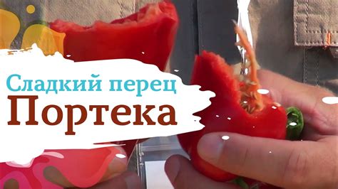 Перец ПОРТЕКА - YouTube