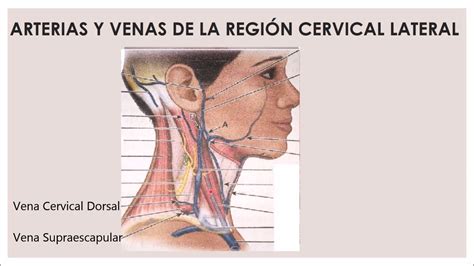 REGIÓN CERVICAL LATERAL YouTube