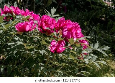 Moutan Tree Peony Paeonia Suffruticosa Park Stock Photo 1114237748 ...