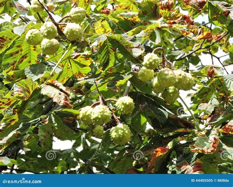 A Branch Of Conkers On A Horse Chestnut Tree, Aesculus Hippocastanum. Stock Image ...