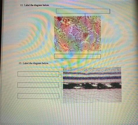 Solved 12. Label the diagram below. 13. Label the diagram | Chegg.com