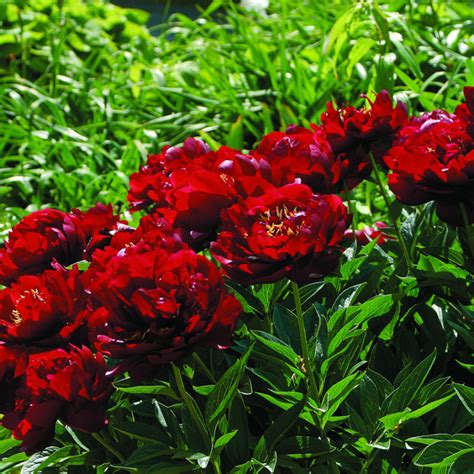 Саженцы пиона бакай белл купить в Москве по цене от 3500 рублей