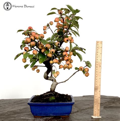 Malus Halliana Crab Apple Bonsai Tree From Herons Bonsai