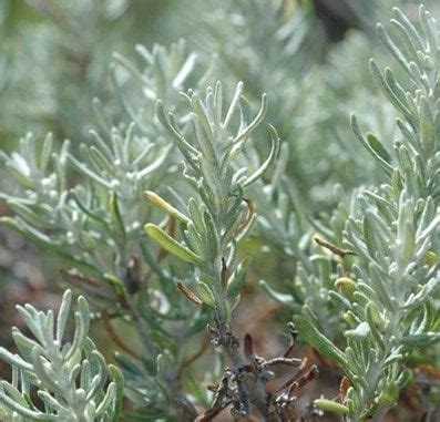 Olearia Axillaris Coast Daisy Bush Conservation Collective Native