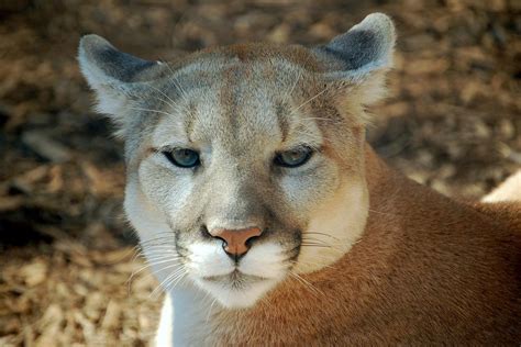 Puma Concolor Wikipedia La Enciclopedia Libre Atelier Yuwaciaojp