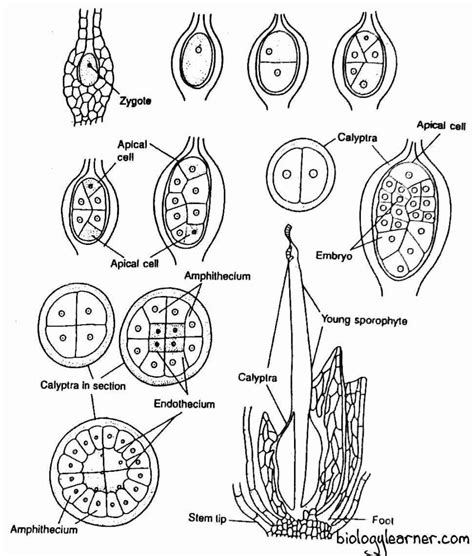 Funaria Diagram