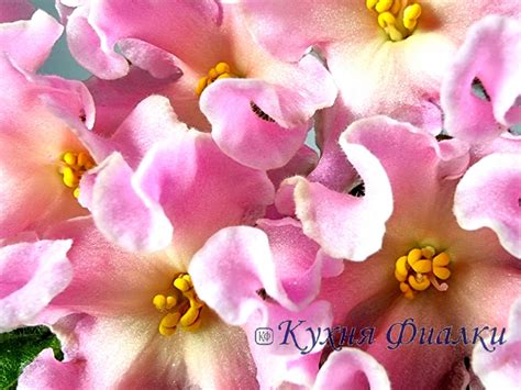 ФИАЛКИ В БЕЛАРУСИИ