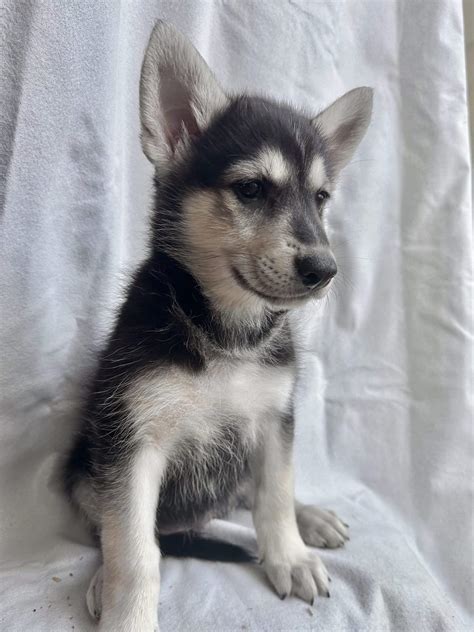 Wolfdog / wolf hybrid puppies | PetClassifieds.com