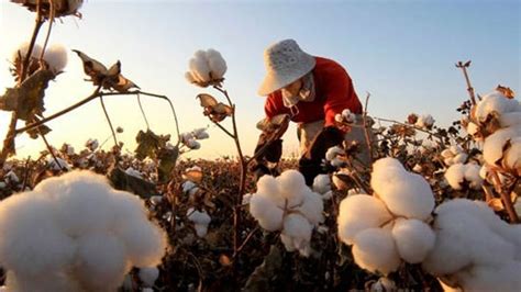 Cultivos Transgénicos El Camino hacia la Prosperidad del Sector Algodonero