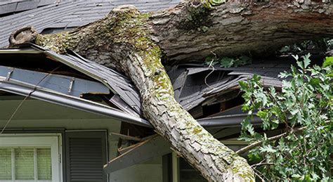 Is Tree Damage Covered By Home Insurance