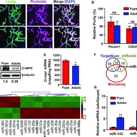 Distribution Of Idua In Brain Cerebrum And Cerebellum Of Treated Mps I