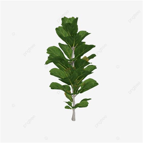 Planta Ficus Lyrata PNG Ficus Lirata Plantas Planta PNG Y PSD Para