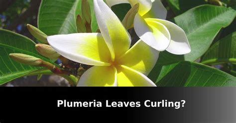 Plumeria Leaves Curling Causes And How To Fix