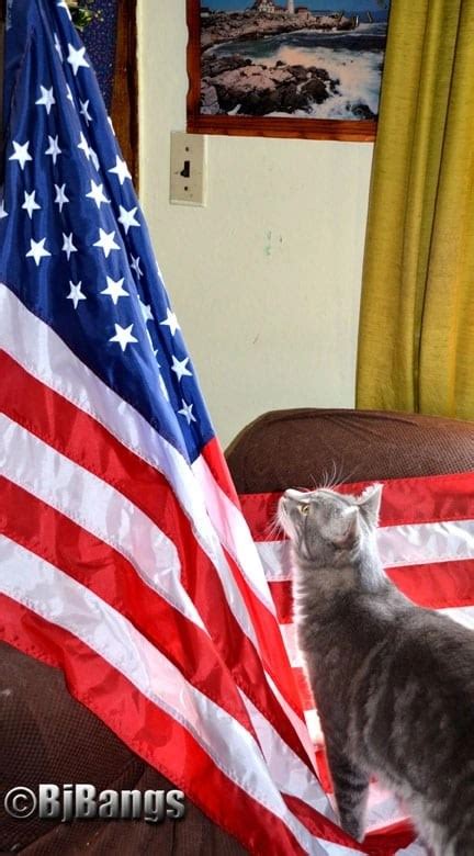 Patriotic Cat Pledges His Allegiance To The Flag Paws News For Cat Lovers