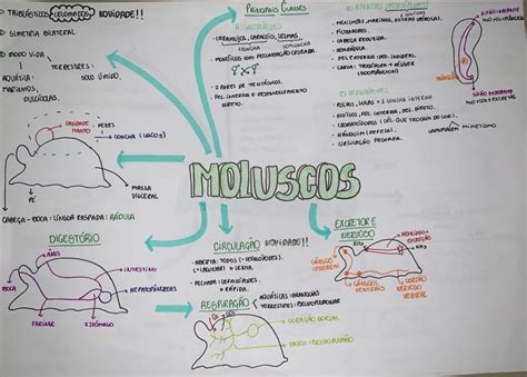 Resumo Moluscos - #moluscos #zoologia #biologia #resumo | Escola ensino medio, Moluscos ...