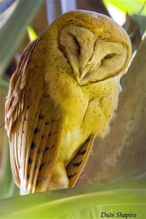 Tyto Soumagnei The Madagascar Grass Owl Birds ~ Owls Pinterest