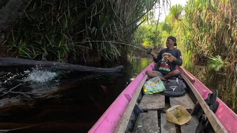 Ngeri Benar Benar Surganya Ikan Predator Casting Di Sungai