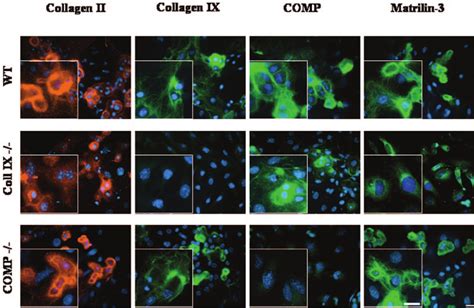 Immunohistological Analysis Of Costal Chondrocytes From Wild Type