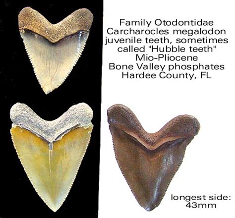 Bone Valley Formation | Fossil Wiki | Fandom