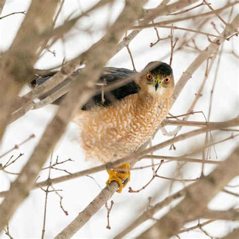 Brown Hawk on Focus Photo · Free Stock Photo