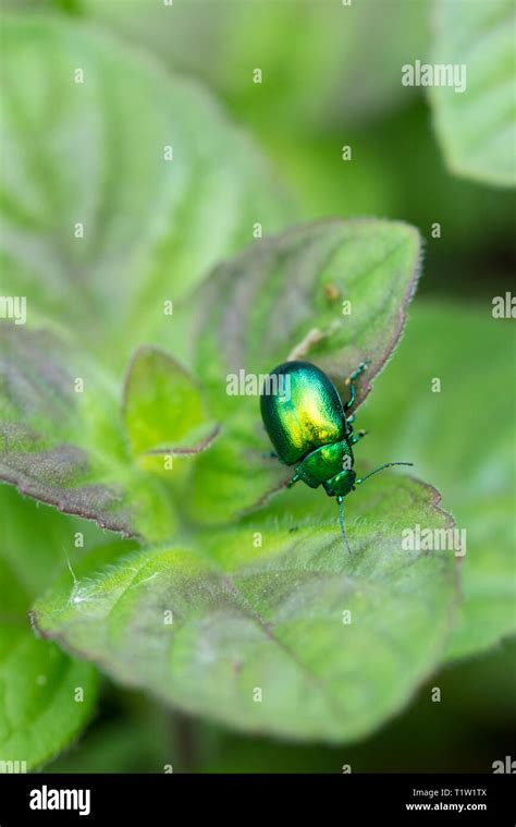 Mint Leaf Beetle Wiltshire Farm Stock Photo Alamy