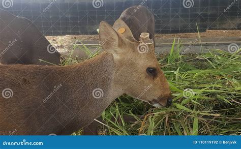 Hog Deer with Cutting Antlers Stock Photo - Image of hogdeer, antlers ...