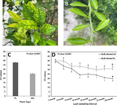 Frontiers Insights Into The Mechanism Of Huanglongbing Tolerance In