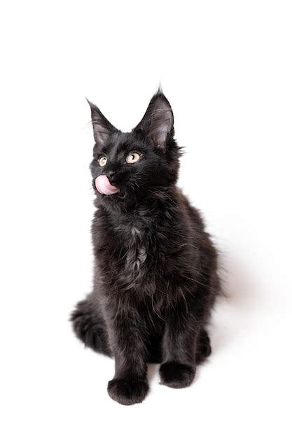 Un gatito maine coon negro de pura raza gatito juguetón muestra la