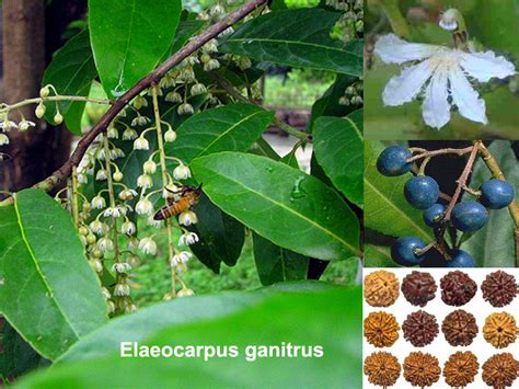 Medicinal Plants: Elaeocarpus ganitrus, Rudraksha