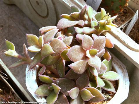 Суккулентные растения, Петр Лапшин, каталог для заказа - succulents by ...