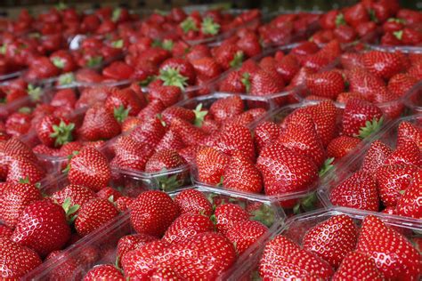 Jardins Jardin 2022 Les Fermes De Gally