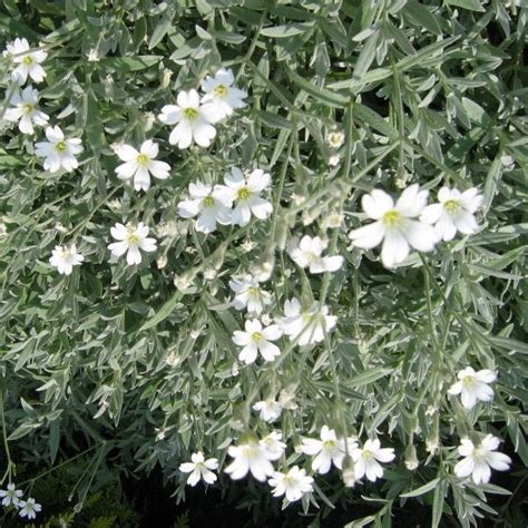 Cerastium Tomentosum Yo Yo Oreille De Souris Snow In Summer Ground